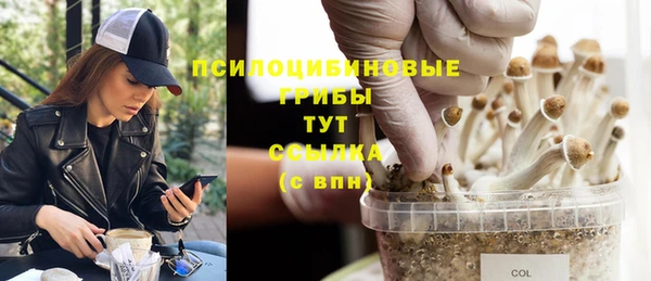 индика Медвежьегорск